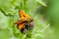 Insect portrait large skipper butterfly