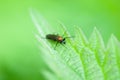 Insect portrait non-biting midge