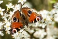 Insect portrait peacock butterfly Royalty Free Stock Photo