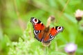 Insect portrait peacock butterfly Royalty Free Stock Photo