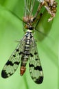 Insect portrait scorpion fly