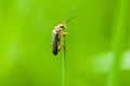 Insect portrait soldier beetle