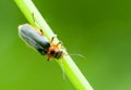 Insect portrait soldier beetle