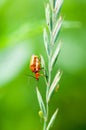 Insect portrait soldier beetles Royalty Free Stock Photo