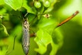 Insect portrait spotted crane-fly Royalty Free Stock Photo
