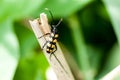 Insect portrait striped longhorn beetle