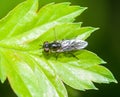 Insect portraits hoverfly Royalty Free Stock Photo