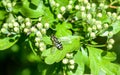 Insect portraits hoverfly Royalty Free Stock Photo