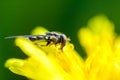 Insect portraits hoverfly Royalty Free Stock Photo