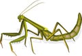 insect praying mantis