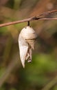 Insect pupa