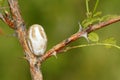 Insect pupa