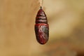 Insect in pupal stage Royalty Free Stock Photo