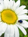 An insect with a white baboon dacia