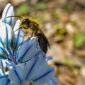 Insect on Puschkinia Scilloides