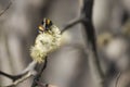 Insect on pussy willow flowers during spring Royalty Free Stock Photo