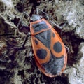 Insect Pyrrhocoris apterus - Tricity Landscape Park