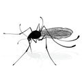 Insect a realistic gnat mosquito. Mosquito silhouette. Mosquito on white background. Vector sketch illustration