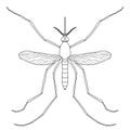 Insect. a realistic mosquito. Culex pipiens