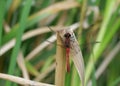 Insect red dragon fly Royalty Free Stock Photo