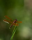 Insect Red Dragon Fly, Reelfoot Lake State Park, Tennessee Royalty Free Stock Photo