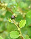 Insect resting on a plant