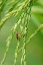 Insect with rice ear Royalty Free Stock Photo