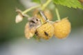 Insect on ripe yellow raspberry bush close-up. Raspberry bush in a summer garden.  Ready to eat fresh yellow raspberry with a bug Royalty Free Stock Photo