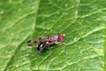 Insect from the row of flies on a raspberry plant