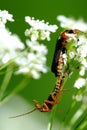 Insect's kamasutra Royalty Free Stock Photo