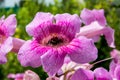 Insect inside of a pink flower-India Royalty Free Stock Photo