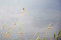 An insect on a sedge stalk against the background of muddy river water Royalty Free Stock Photo