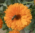 Insect settled on a Yellow Flower