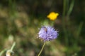 Insect on Sheep`s bit scabious