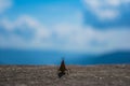 Insect silhouette and blue sky. Dragonfly is an insect belonging to the order Odonata, infraorder Anisoptera.