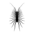 Insect silhouette.Scutigera coleoptrata. millipede. Sketch of millipede. millipede on white background. hand Royalty Free Stock Photo