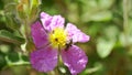 Insect sits and pollinated a purple flower. Macro video.