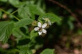 Insect sits on a raspberry flower Royalty Free Stock Photo