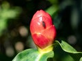 insect sits on a red undeveloped flower. Costa Rica Royalty Free Stock Photo