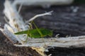 An insect sits on a tree, a green grasshopper Royalty Free Stock Photo