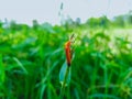 Insect sitting on a green grass Royalty Free Stock Photo