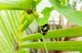 Insect sitting on green leaves plant growing in garden, nature photography, natural gardening background, small bugs damaging crop Royalty Free Stock Photo