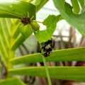 Insect sitting on green leaves plant growing in garden, nature photography, natural gardening background, small bugs damaging crop Royalty Free Stock Photo