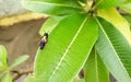 Insect sitting on green leaves plant growing in garden, nature photography, natural gardening background, small bugs damaging crop Royalty Free Stock Photo