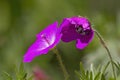 Bluebells fuxya with insect Royalty Free Stock Photo