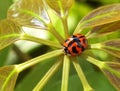 Insect Lady Beetle Ladybug Ladybugs Ladybird Beetles Green Plants Nature Coccinellidae Sunshine Morning Spring Outdoor Garden Royalty Free Stock Photo