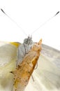Insect small white butterfly Royalty Free Stock Photo