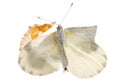 Insect small white butterfly emergence Royalty Free Stock Photo