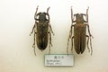 Insect specimen Royalty Free Stock Photo