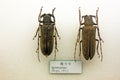 Insect specimen